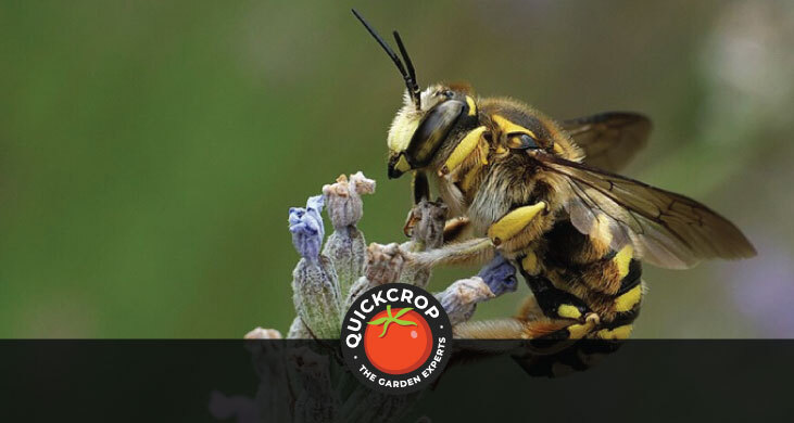 Wool carder bee - header image with Quickcrop logo Wool carder bee - header image with Quickcrop logo