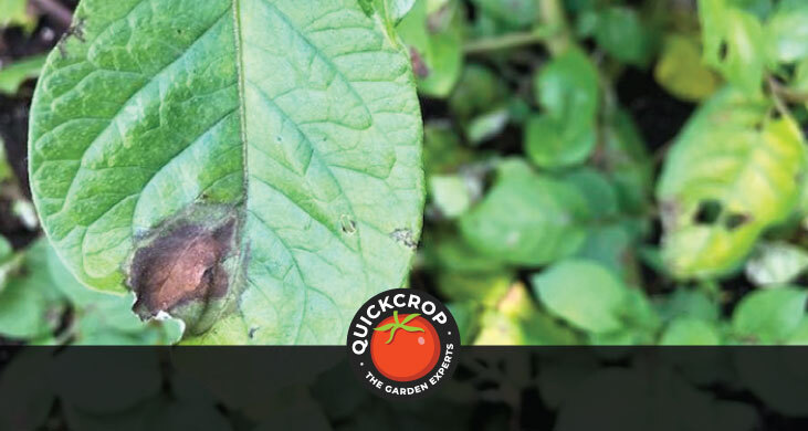 Blight on potato leaf - header image with Quickcrop logo Blight on potato leaf - header image with Quickcrop logo
