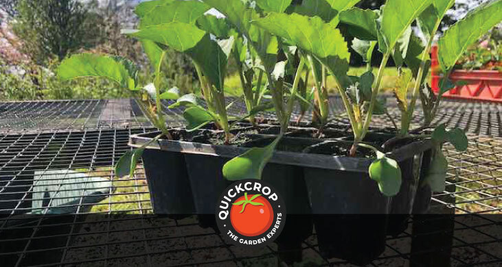 Cauilflower seedlings in modular tray - header image with Quickcrop logo