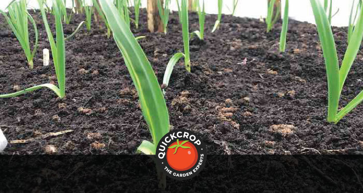 Garlic under fleece - header image with Quickcrop logo Garlic under fleece - header image with Quickcrop logo