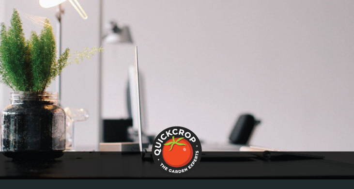 Office plant - header image with quickcrop logo