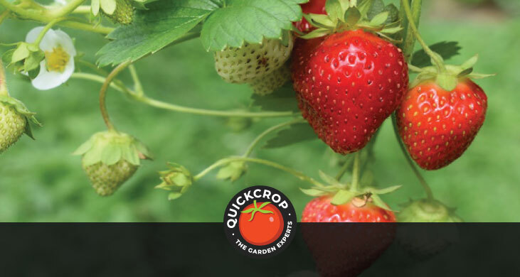 Quickcrop - growing strawberries header image