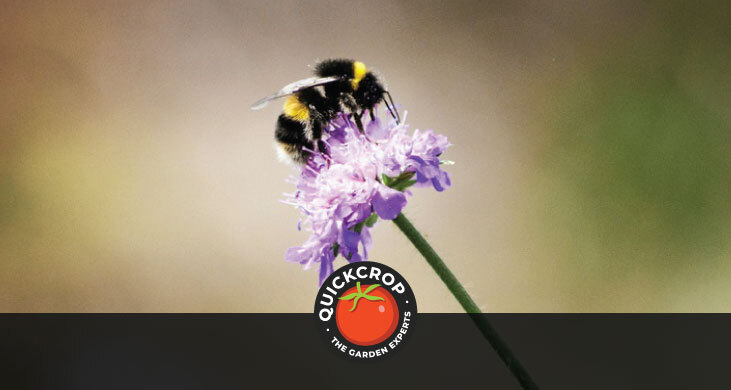 Bumblebee on a purple flowerhead - header image (Emma Morgan)