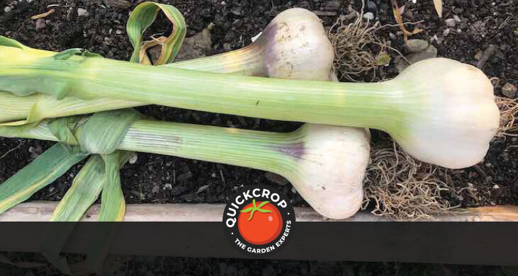 Messidrone garlic - header image with Quickcrop logo