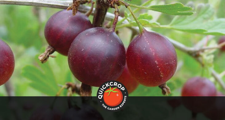 Header image - gooseberry black velvet (with Quickcrop logo)