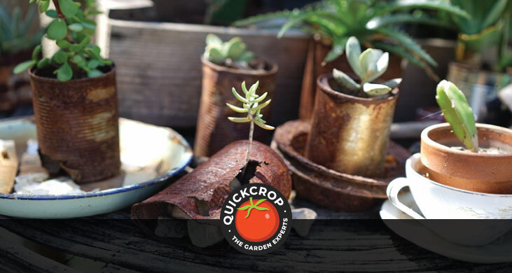 Tin can planters - header image Tin can planters - header image with Quickcrop logo