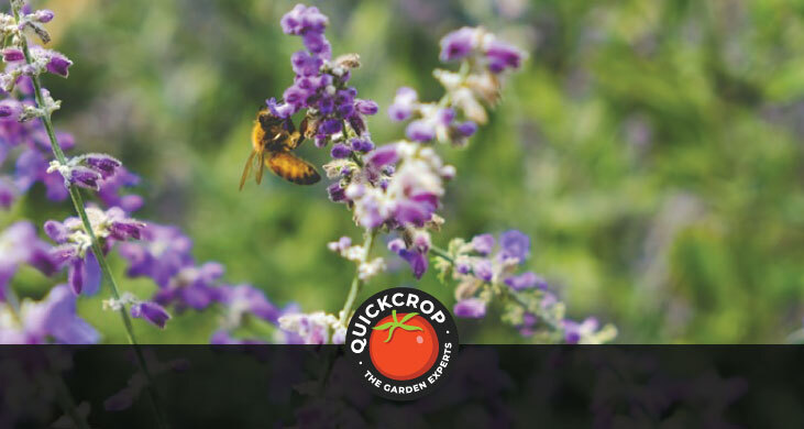 A bee on a wildflower A bee on a wildflower