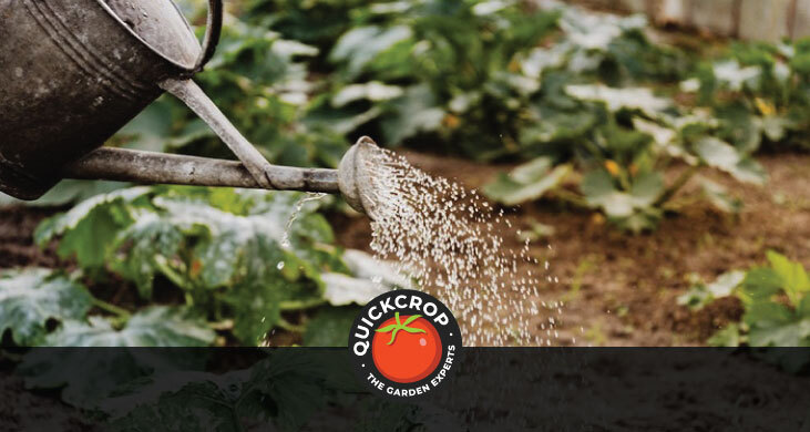 Watering plants with a diffuse pattern - header image with Quickcrop logo Watering plants with a diffuse pattern - header image with Quickcrop logo