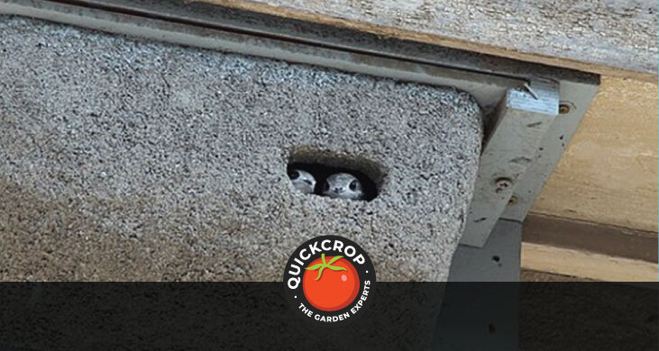 Swift chicks peeking out of a nest box - header image with Quickcrop logo