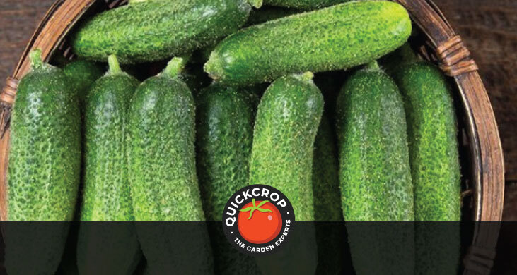 a bunch of cucumbers of a consistent size - with Quickcrop logo