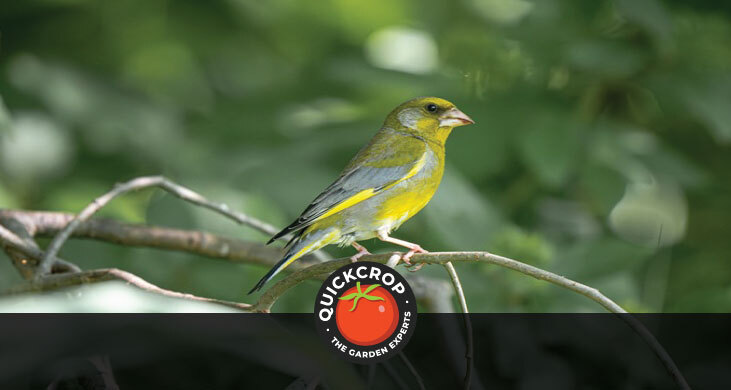 Greenfinch - header image with Quickcrop logo