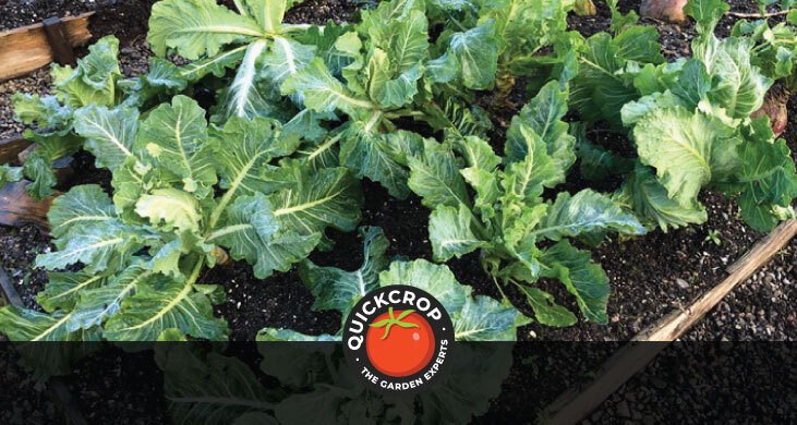 Cauliflower in raised bed - header image with Quickcrop logo