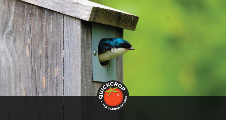 Timber bird nesting box - blog header image