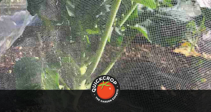 Calabrese under protection mesh - header image