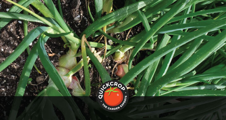 onions in ground - quickcrop header image onions in ground - quickcrop header image