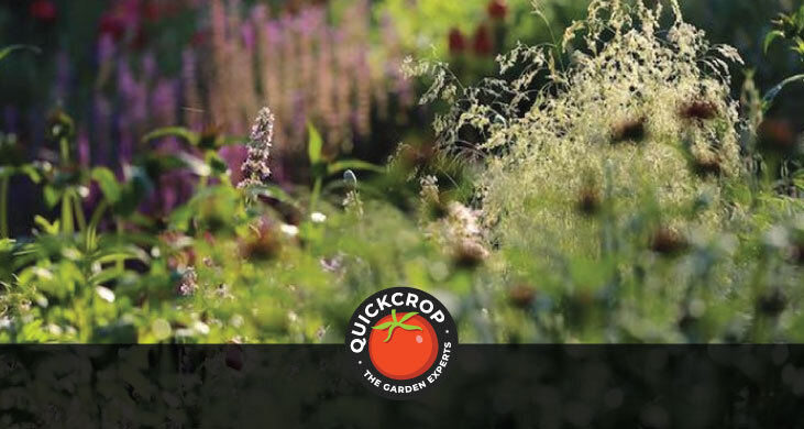 perennial planting - quickcrop header image perennial planting - quickcrop header image