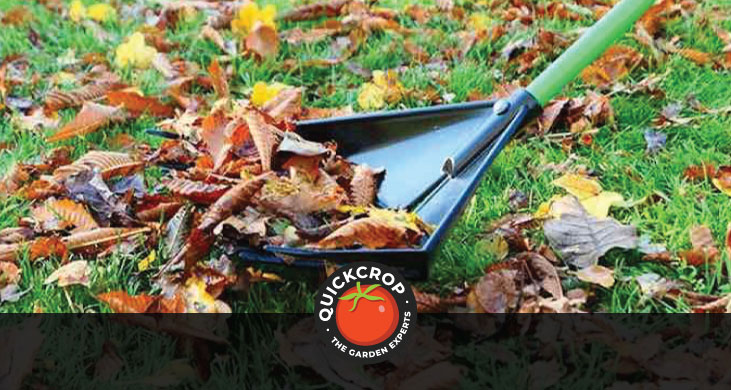 Collecting leaves with the Golden Gark - header image