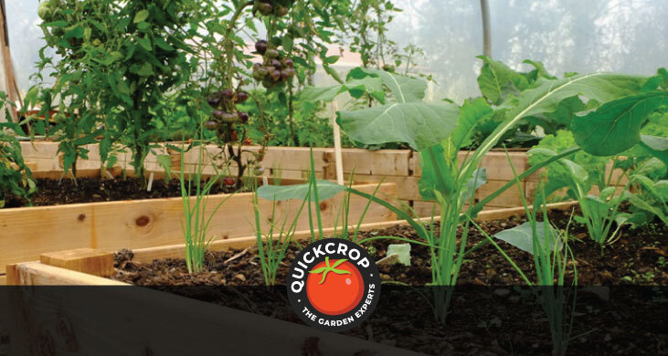 Beds in a polytunnel