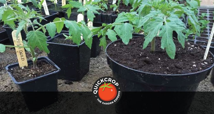 Growing in pots - header image