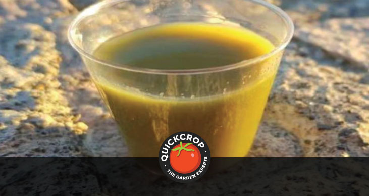 Cold pressed liquid seaweed - header image