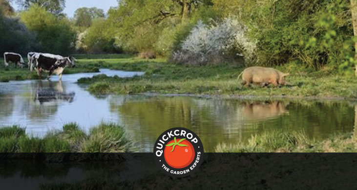 Knepp Castle Estate 'pig safari' - header image