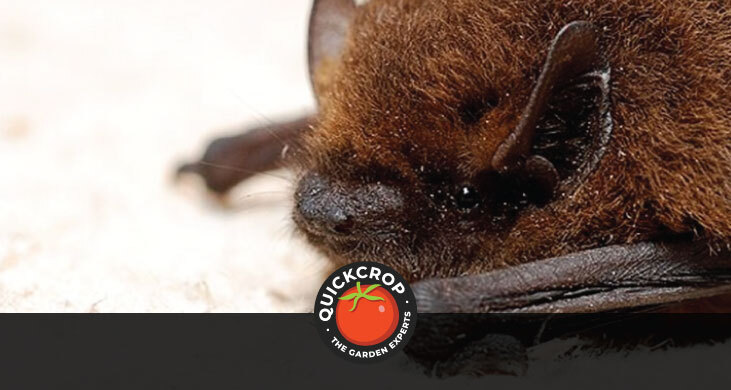Pipistrelle bat - with Quickcrop logo