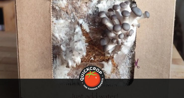 header image with quickcrop logo - oyster mushroom grow kit header image with quickcrop logo - oyster mushroom grow kit