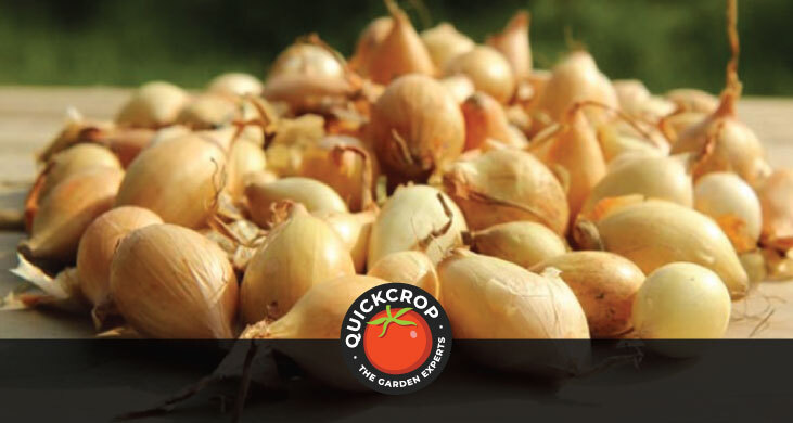 Autumn onions (Shakespeare variety) - header image with Quickcrop logo Autumn onions (Shakespeare variety) - header image with Quickcrop logo