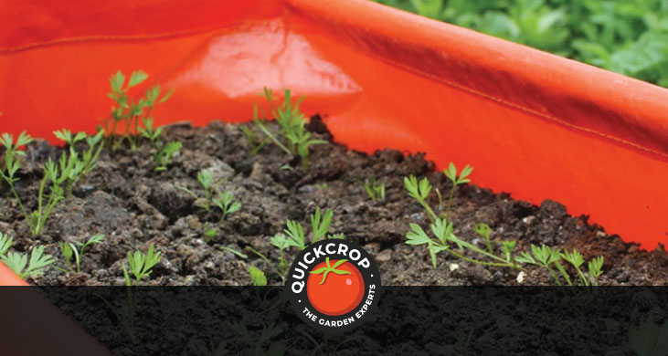 Growing carrots in a patio planter bag - header image