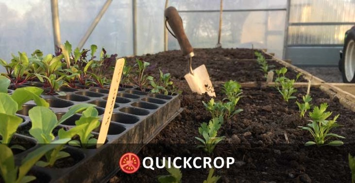 Seed trays in the polytunnel - header image
