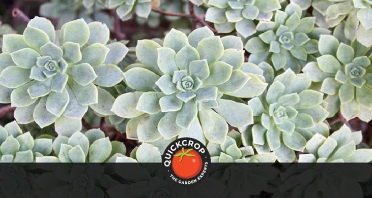 Xeriscaping header image - succulents