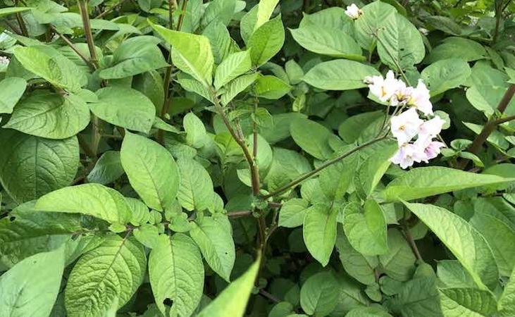 Healthy Setanta potato foliage Healthy Setanta potato foliage