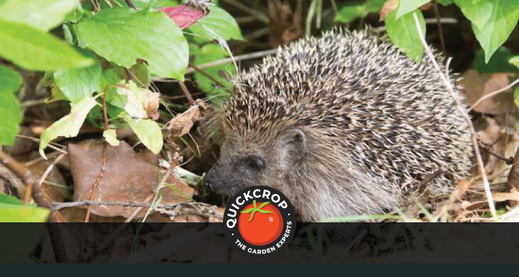 hedgehog, hedging - header image with Quickcrop logo