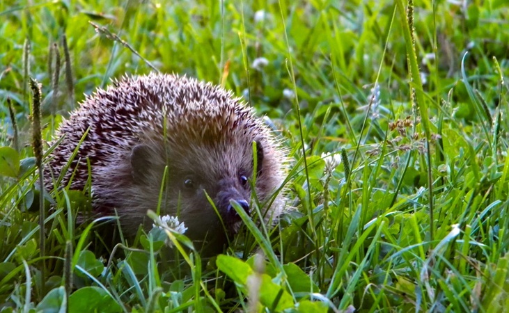 A hedgehog in long grass