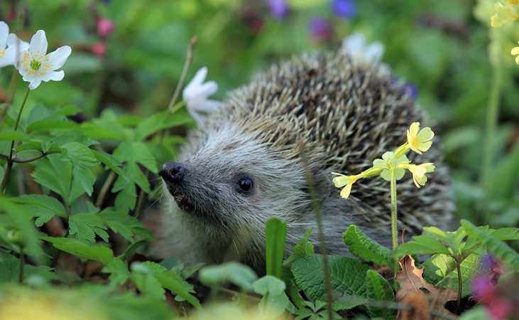 a hedgehog a hedgehog