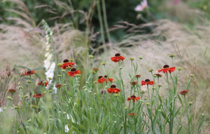 Helenium wildflower planting