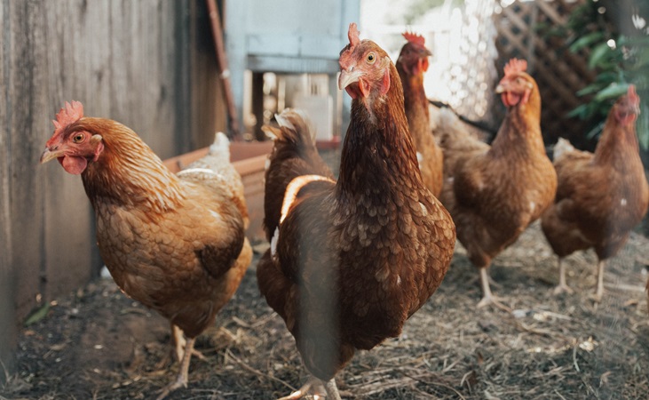 hens roaming happily