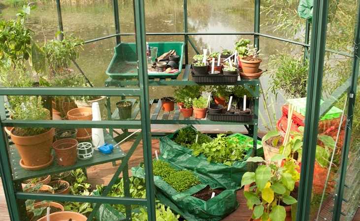 A flourishing greenhouse interior