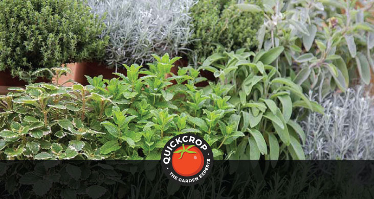 Grow your own fresh herb garden