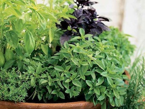 growing herbs in containers