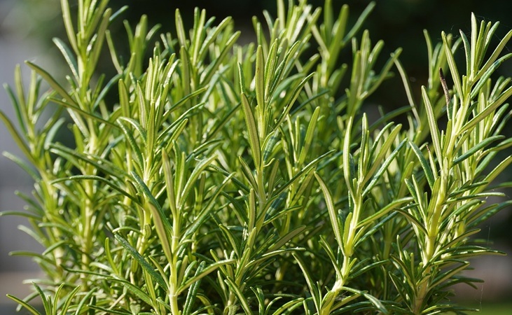 Rosemary Rosemary