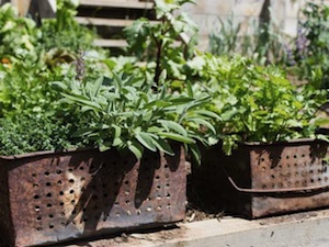 How to grow herbs in pots