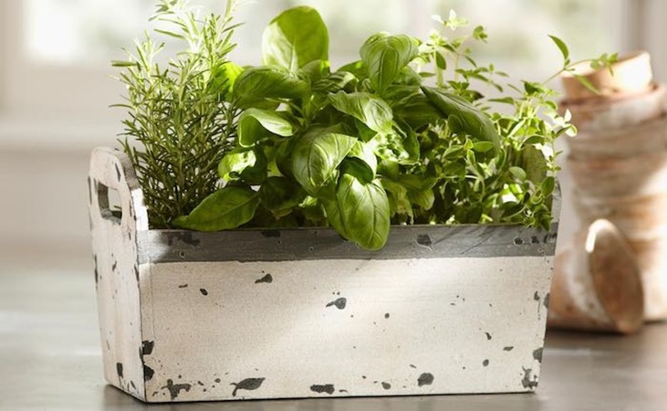 Herbs can be grown in containers
