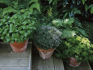 Herbs planted in pots