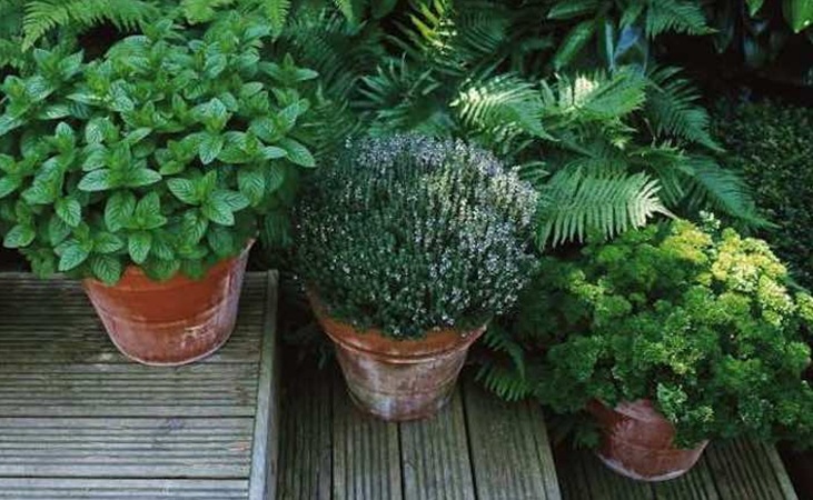 Herbs planted in teracotta pots
