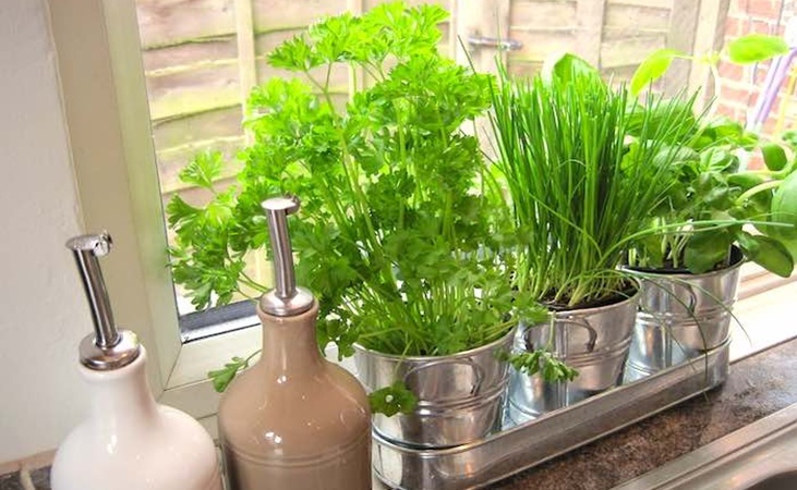 Herbs in containers on a windowsill