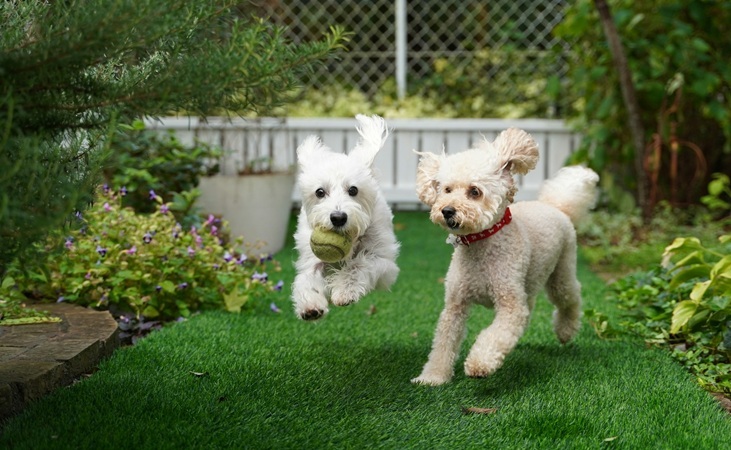 Two dogs playing
