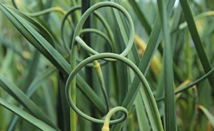 garlic scapes