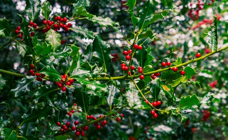 Holly berries