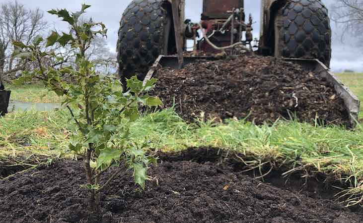 holly tree planting with tractor and trailer in the background